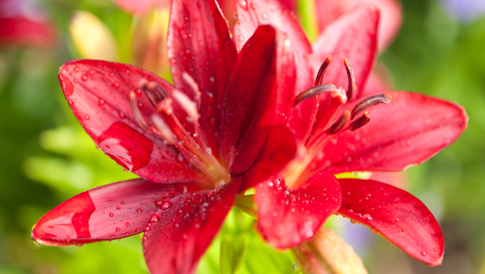 undefinedLarge red flower