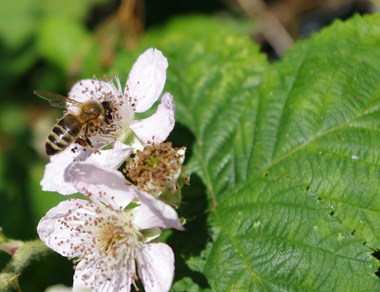 Thursday 14 July: Honey Bees at Benslow